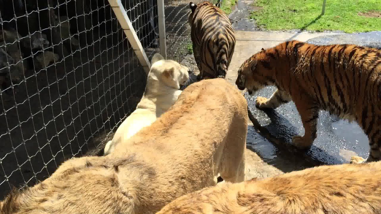 बाघ से लड़ने वाले शेर