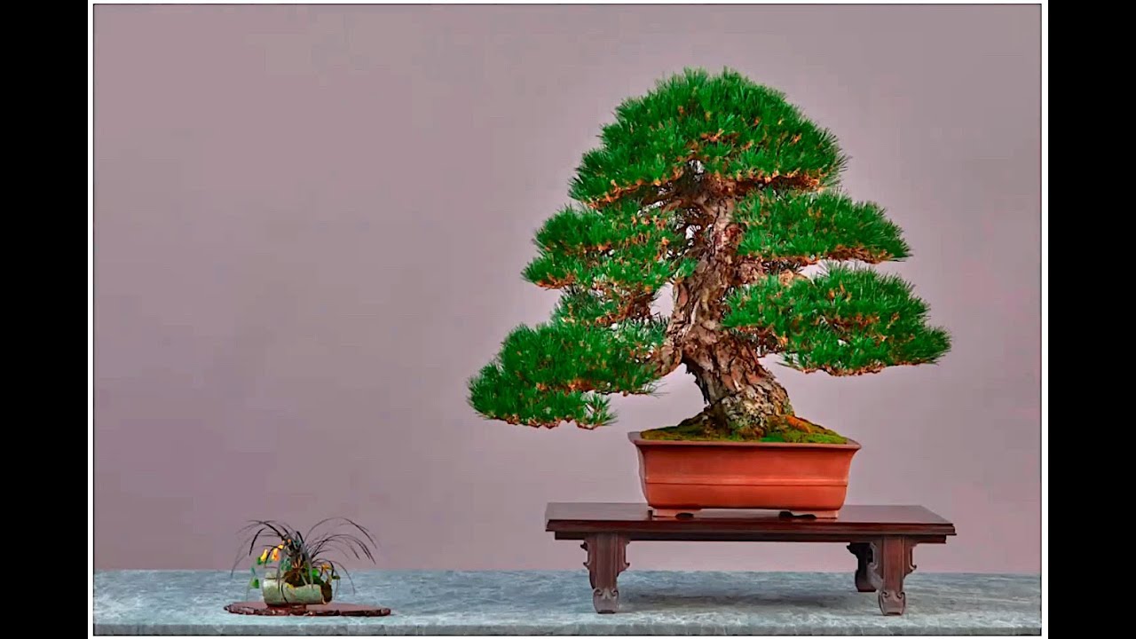 ABAS February  2025  Meeting featuring Jonas Dupuich