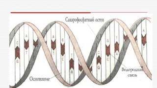 Нуклеиновые кислоты.AVI Нуклеиновые кислоты.AVI
