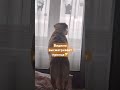 #rek #shorts #животные #dog#собака #юмор#прикол#животныеприколы