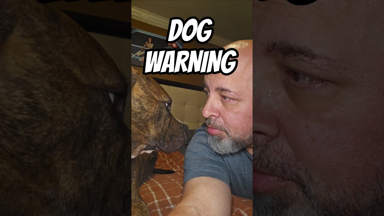 DOG WARNING #dog #dogs #pitbull #doglover #danregancomedy