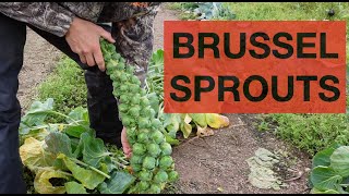 How Do Brussel Sprouts Grow