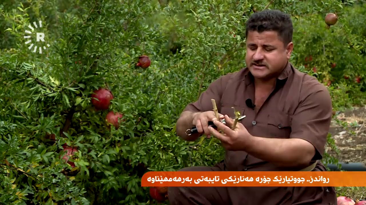 لە رواندز جووتیارێک هەنارێکی تایبەت دەچێنێت کە هەر قەڵەمێکی بە 25 دۆلارە