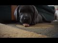 PUPPY PLAYS WITH FOOD! (#6)