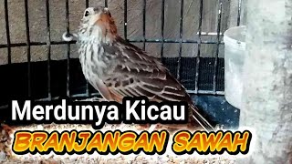 MERDUNYA KICAU BRANJANGAN SAWAH