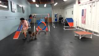 20130826 184706 Teo's Agility Class (Level 3) Part 1 of 2