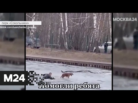 В Москве провалившегося под лед пса спас прохожий в парке