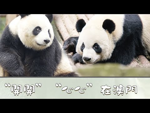 《熊貓主題趴》“開開”“心心”在澳門 | iPanda熊貓頻道