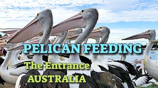 PELICAN FEEDING - THE ENTRACNE (NSW) AUSTRALIA