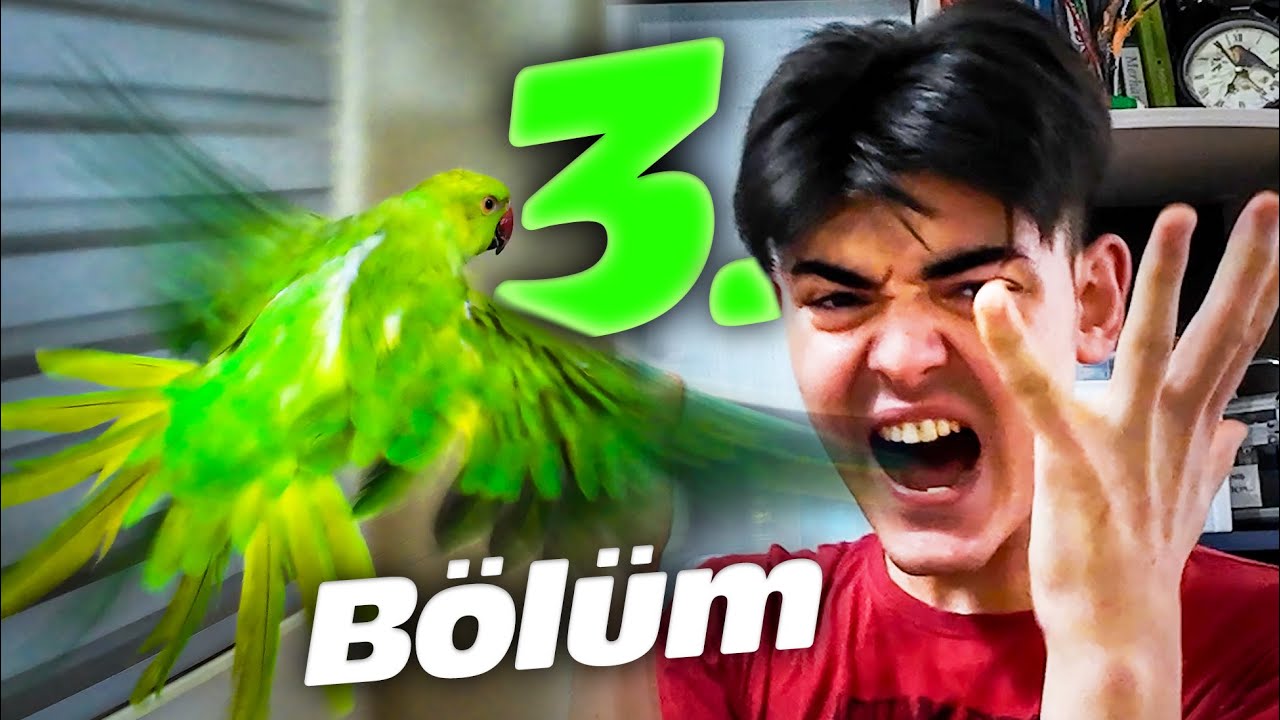 DIŞARIDA - Vahşi Papağan Eğitiyoruz Bölüm 3