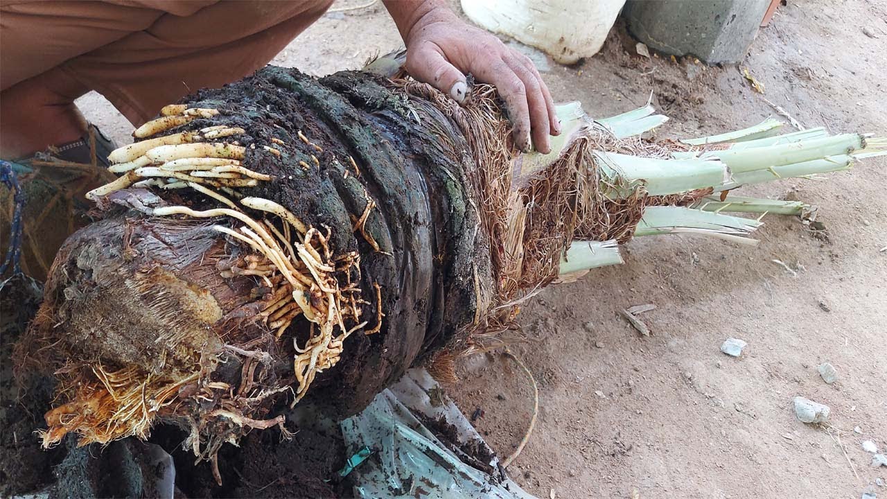 تجذير الرواكيب الهوائية اسهل طريقة مع فصل الفسيلة عن النخلة والزراعه#زراعة_النخيل