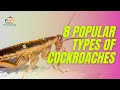 8 Different Types Of Cockroaches With Pictures | Cockroach Identification
