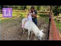 Дачный влог: идём в гости к лошадкам