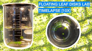 PHOTOSYNTHESIS LAB: Timelapse [10x] Floating Leaf Disks: AP Biology