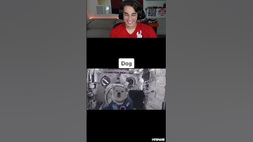 Animals Reacting To Zero Gravity