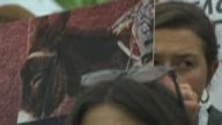 Activists Protest Donkey Usage In Santorini
