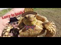 Larry the tortoise is back !