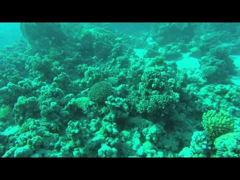 Scuba Diving in Egypt - Sharm el Sheikh