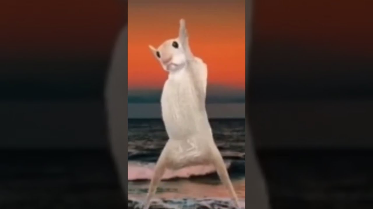 Rat Dancing To Boom Shakataka Edit