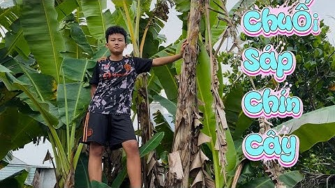 HÁI BUỒNG CHUỐI SÁP TRÊN NGỌN CAO TÍT LÀM MÓN NGON ĐÃI MẸ