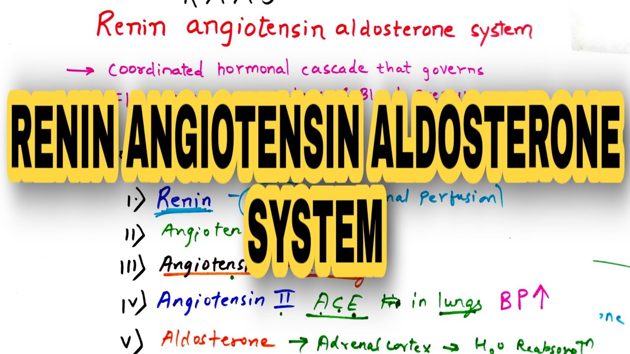 Renin Angiotensin Aldosterone System | RAAS | Explained in hindi - YouTube