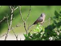 Bjelobrka grmuša pjev - Sylvia cantillans - Subalpine warbler