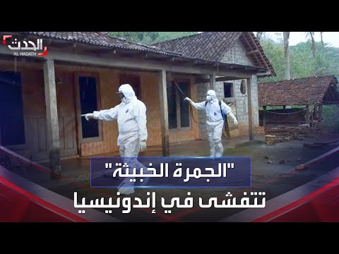 إندونيسيا تدق ناقوس الخطر بعد سقوط وفيات وعشرات الإصابات ب الجمرة الخبيثة