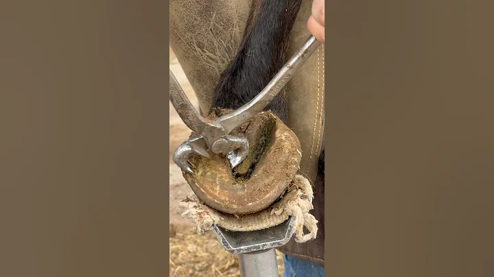 Cleaning up long hoof