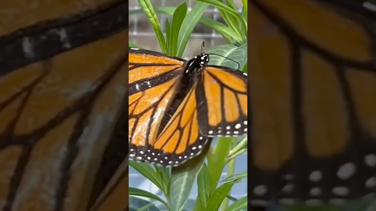 Beautiful Monarch Butterfly finds Swan Plants and lays Eggs