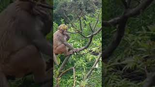 finger in mouth#monkey #baby #keep #finger #mouth #like #human #subscribe #channelpromotion #shorts