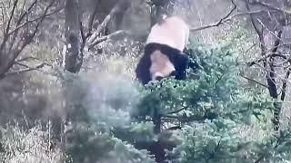 Battle of Wild Giant Pandas