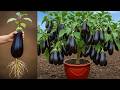 This Fruit Propagation Trick Grows Eggplant Trees FAST | How to grow eggplants tree