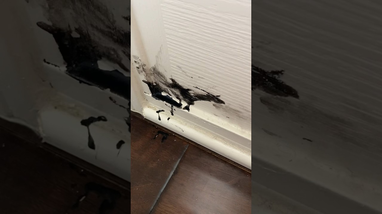 Mommy “WHO CHEWED THE PEN?” ….Dogs “ 🤔 “ shorts dogs 