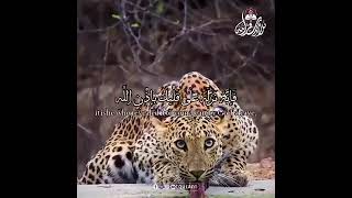 Deep Soul Healing: Beautiful Quran Recitation - Divine Light for the Heart #HolyQuran #Peace