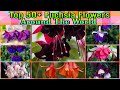 126 - Top 50+ Varieties of Fuchsia Around The World || Floral Gardening