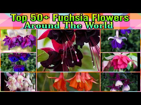 Video: Typy kvetov fuchsie – informácie o odrodách vzpriamenej a vlečnej fuchsie