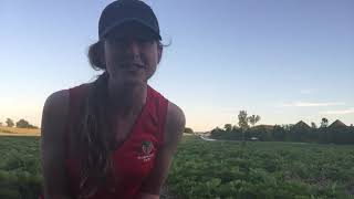 How to pick strawberries on the farm - tips & tricks!