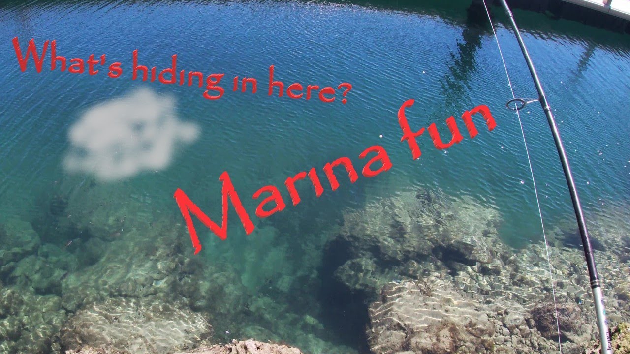 What's lurking in Hillaries marina?