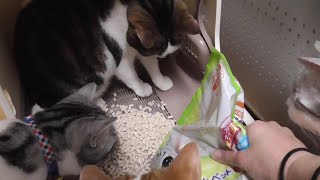 新しい砂が来た！　【ねこ cat】