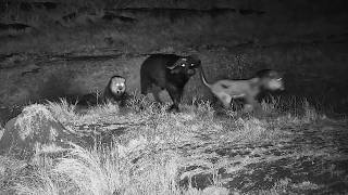 Details Lions Pick the WRONG Buffalo to Hunt! Update