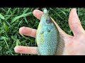 Small bluegill love top water flies