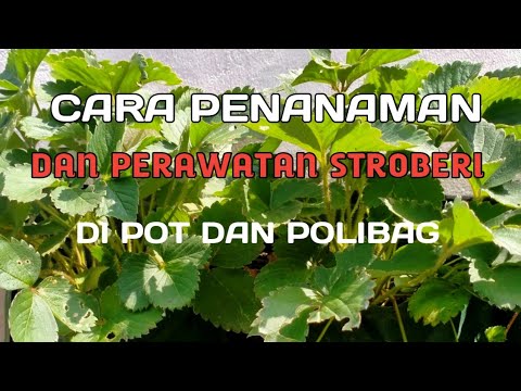 Video: Badan Berdaun Tebal (32 Foto): Perihalan Tanaman Herba, Penanaman Dan Perawatan Di Ladang Terbuka