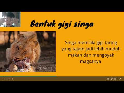 Adaptasi lingkungan hidup tentang singa dan pohon palem