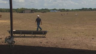 Heat, drought conditions devestating southeast Texas cattle ranchers