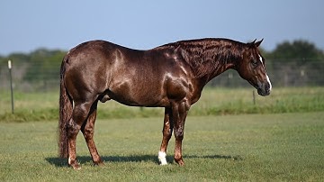 Venom *6 Year Old Stallion by High Brow Cat*