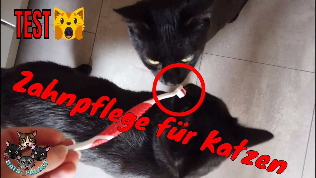Zahnpflege bei Katzen / Produkte im Test - YouTube
