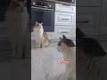 Mutfakta Kaçak Bakışmalar Kedi Cat Mirkca Kediseverler Cutecat Cozyhome Komikkediler Cats