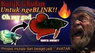 CIRI DAN PROSES MUTASI IKAN CUPANG AVATAR VAMPIR.