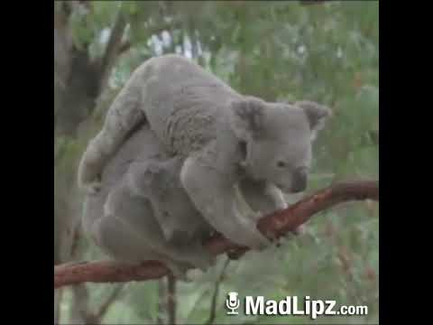 MadLipz koala