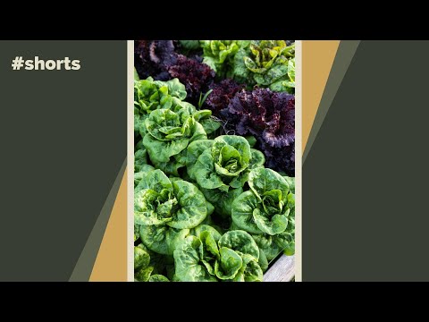 Video: Growing Head Salat - Årsager til, hvorfor min salat ikke danner hoveder